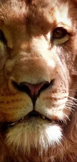 Close-up of a majestic lion's face with striking features.