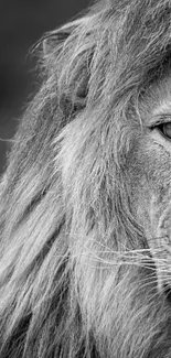 Black and white close-up of a majestic lion with detailed mane.