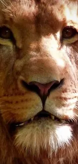 Close-up of a lion's face with intense gaze and majestic mane in natural light.