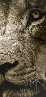 Close-up sepia photo of a lion's face.