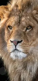 Close-up of a majestic lion with a flowing mane.