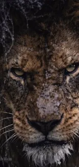 Close-up of a fierce lion's face with intense gaze.
