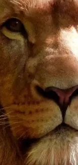 Close-up of a majestic lion's face with a golden brown mane.