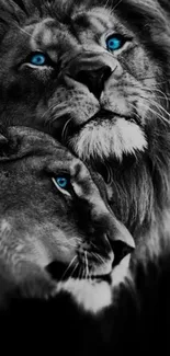 Majestic lion couple with blue eyes on black background.