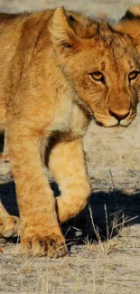 Lion cub walking on sandy terrain, golden brown fur.