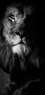 Majestic lion in dark shadow mobile wallpaper.