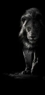 Majestic lion in dark themed wallpaper, perfect for mobile background.