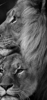 Black and white wallpaper of two majestic lions, perfect for nature enthusiasts.