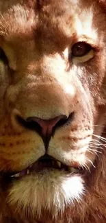 Close-up of a majestic lion's face with intense gaze.