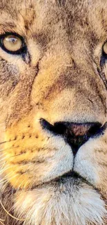 Close-up of a majestic lion's face displaying fierce and captivating eyes.