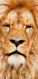 Close-up of a majestic lion with a golden mane, perfect for mobile wallpaper.