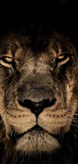 Close-up of a majestic lion's face in dark tones.