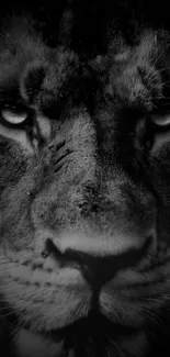 Close-up of a black and white lion face wallpaper.