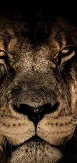 Close-up majestic lion face in dark tones wallpaper.