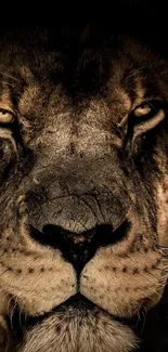 Close-up view of a lion's face with a fierce gaze, highlighting its features.