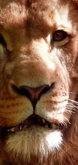 Close-up of a lion's face in golden brown hues.