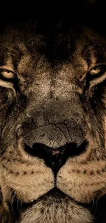 Close-up of a majestic lion face in warm brown hues, showcasing powerful features.