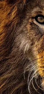 Close-up of a majestic lion face with golden mane for mobile wallpaper.