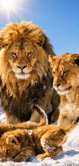 Lion family resting in snowy mountains under bright sunlight.
