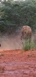 Lion chasing in the savannah with red dirt foreground.