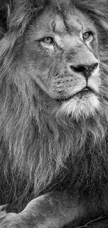 Majestic lion in monochrome, showcasing power and elegance.