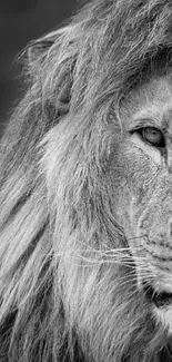 Black and white majestic lion close-up portrait.