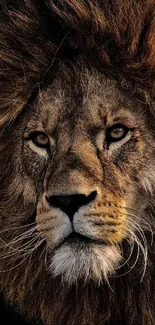 Majestic close-up of a lion with a dark, dramatic mane.