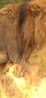 Majestic lion walking through fiery grassland, exuding power and elegance.