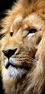 Majestic lion with golden mane in focus against dark background.