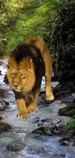 Lion walking through a tranquil forest stream.