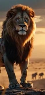 A majestic lion standing on a rock during sunset in the savanna.