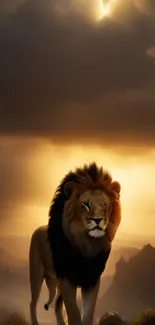 Lion standing under a dramatic golden sunset sky.