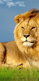 Majestic lion relaxing on the grass with a clear blue sky.