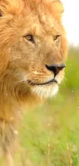 Majestic lion standing in African grassland.