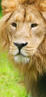 Majestic lion standing in lush green landscape.