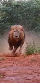 Lion running on a red dirt path in a forest setting.