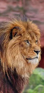 Majestic lion with a flowing mane in natural habitat, perfect for mobile wallpaper.