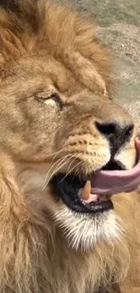 Lion resting with mouth open and eyes closed, capturing natural beauty.