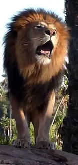 Majestic lion roaring in a lush nature setting with trees.