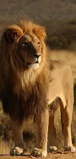 Majestic lion standing in the savanna under a clear sky.