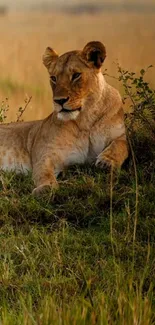 Lion resting in the golden Serengeti grasslands.