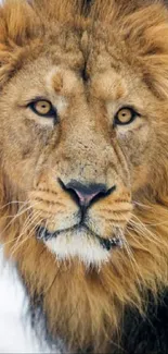 Portrait of a majestic lion standing in snow, showcasing its golden mane.