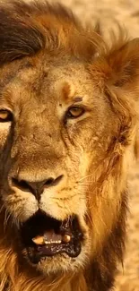 Majestic lion in golden desert setting.