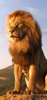 Majestic lion sitting during sunset with a scenic backdrop.