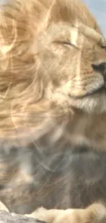 A majestic lion enjoying the breeze.