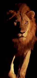 Majestic lion walking in the dark, illuminated softly.