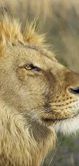 Majestic lion with golden mane in the wild.