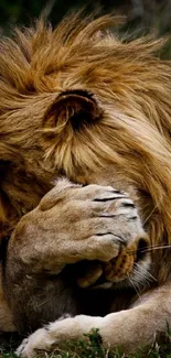 Majestic lion with mane resting peacefully in natural setting.