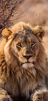 Majestic lion resting in the savanna grasslands.