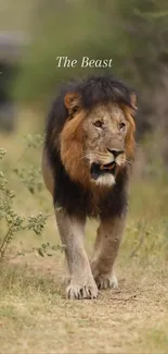 Majestic lion walking in lush grassland.